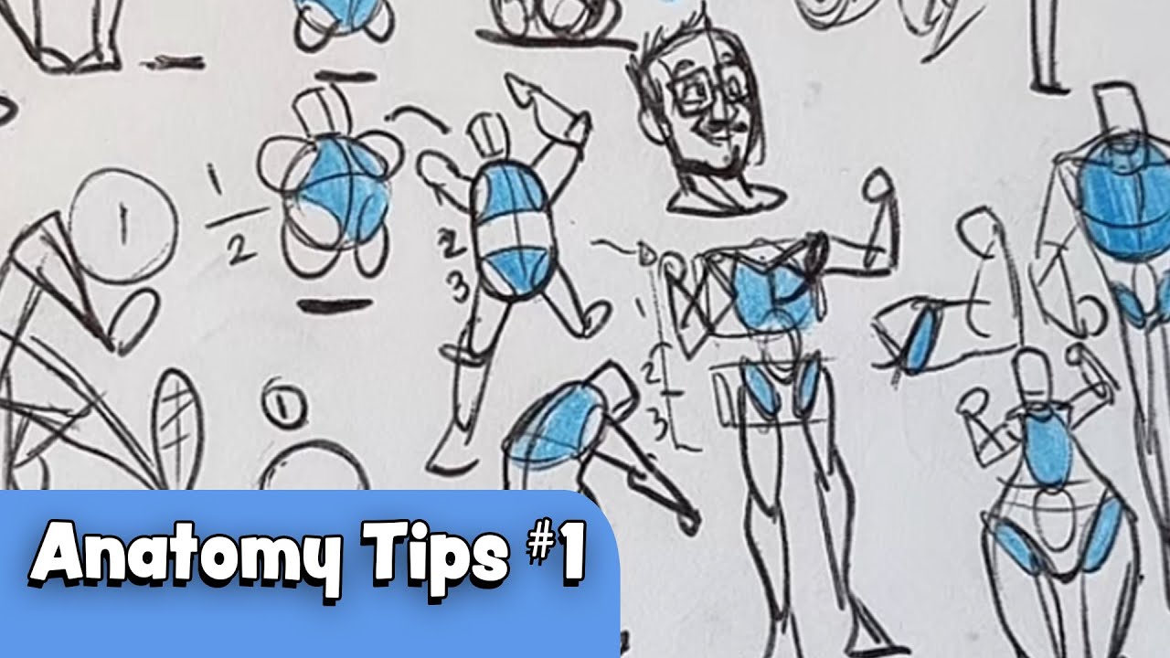 Anatomy Tips for the Body