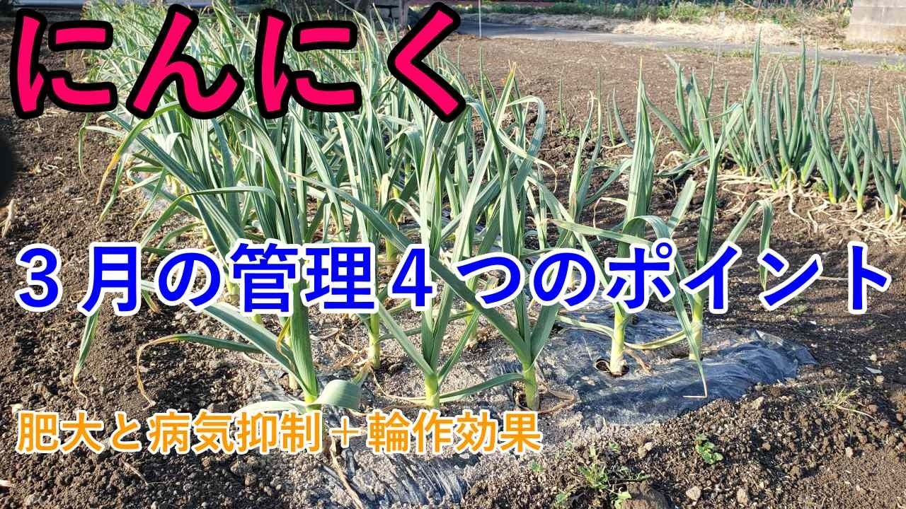 【春先60日が勝負】3月１日にんにくの生育具合 バイオの力で病気抑制｜結球肥大へのロードマップ