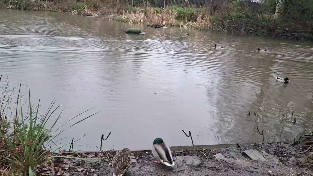 Rainy day, real nature sounds withNature background.