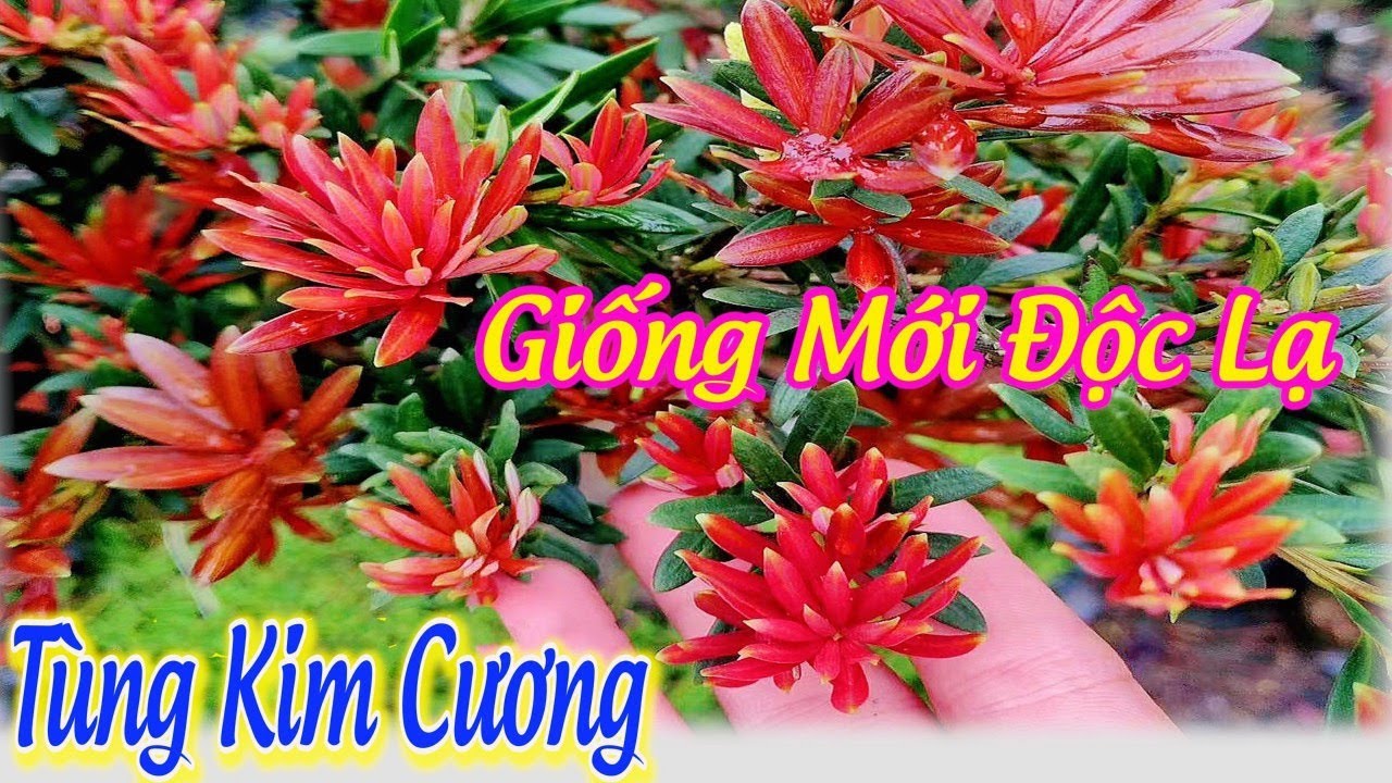 🔥 Tùng Kim Cương Đỏ Hồng Giống Mới Độc Lạ HOT Nhất Thị Trường 2023