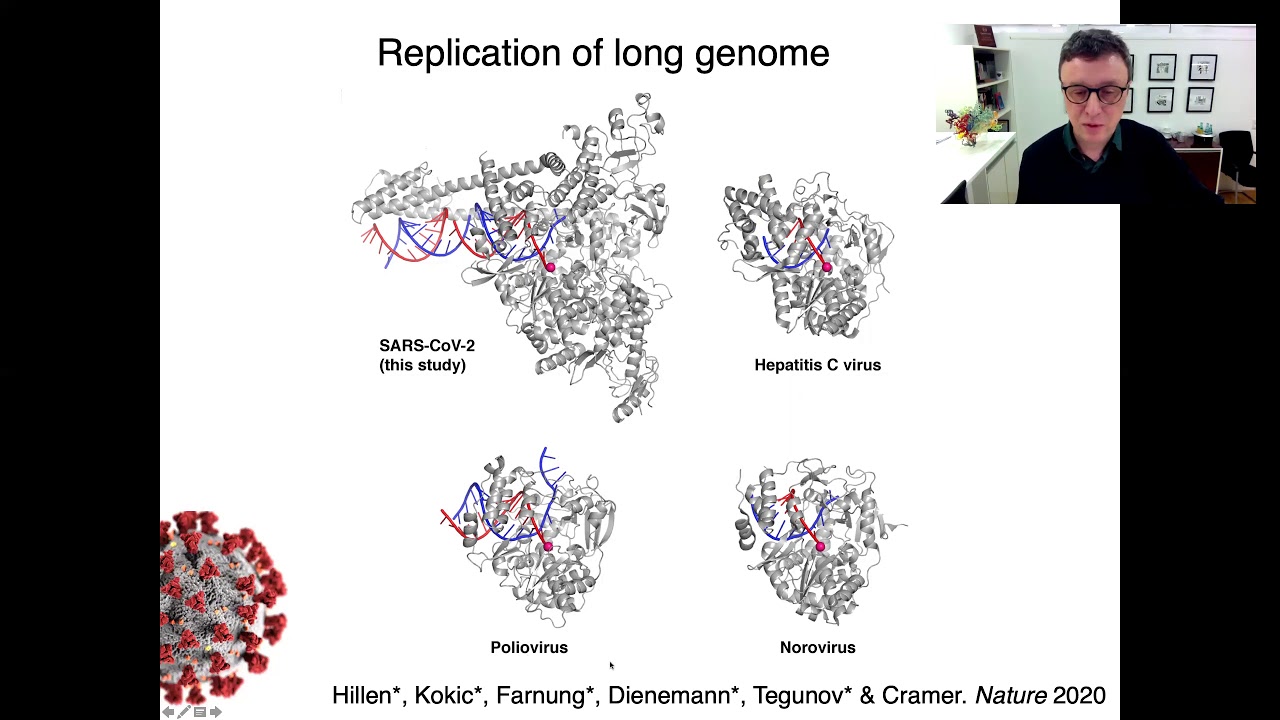 Mechanism of coronavirus replication and its inhibition by the COVID-19 drug remdesivir