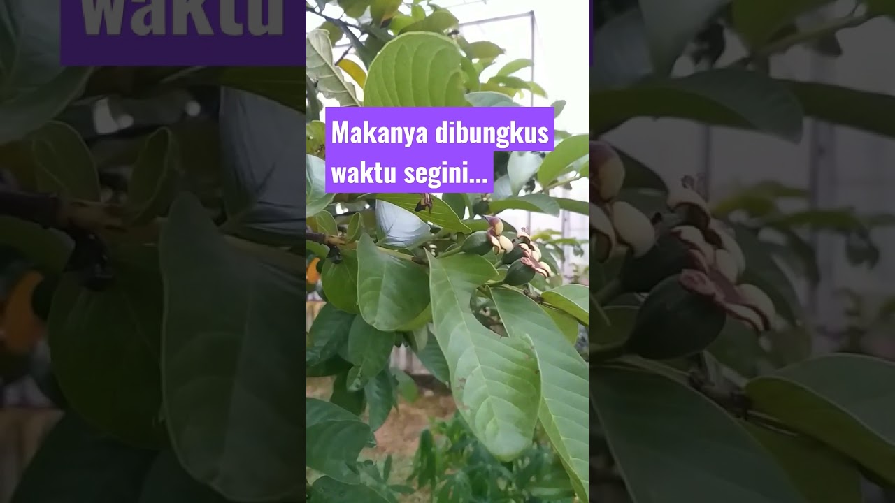 Cara Mencegah Busuk Buah Pada Jambu biji!!! #shorts