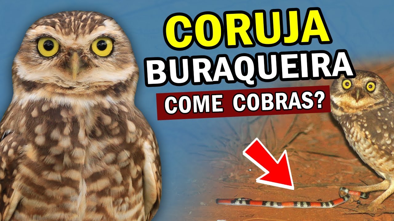 CORUJA-BURAQUEIRA: Curiosidades e comportamento | O que elas comem? Como é o ninho? e o CANTO?