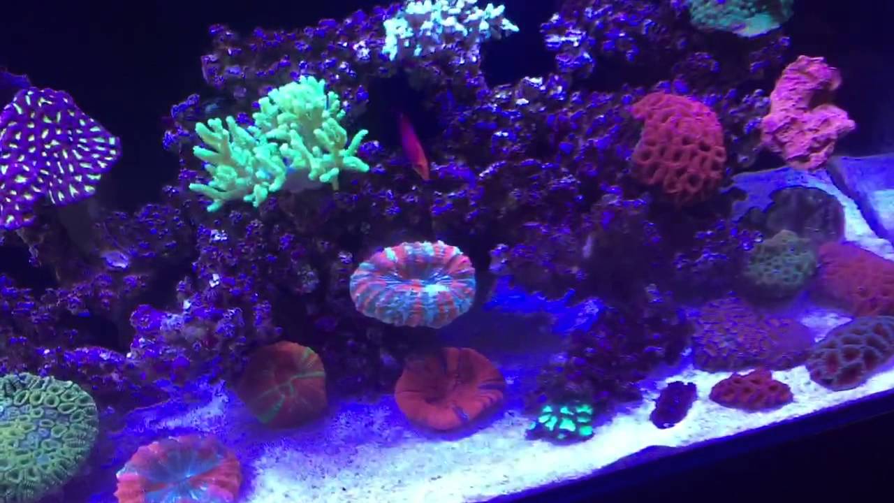 How to rid Light brown algae -diatom