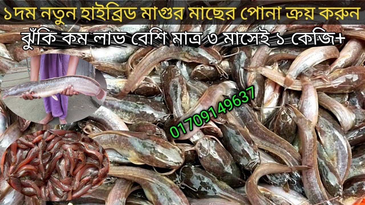 ১ দম নতুন হাইব্রিড মাগুর মাছ চাষ করে অনেকেই লক্ষ লক্ষ টাকা আয় করছে | ৮০০ পিচে ১ কেজি। Hybrid magur