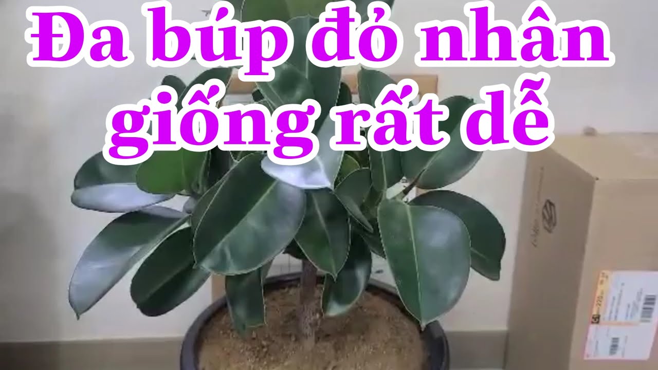 Cây đa búp đỏ | cách nhân giống cây hiệu quả | Thu vien cay xanh