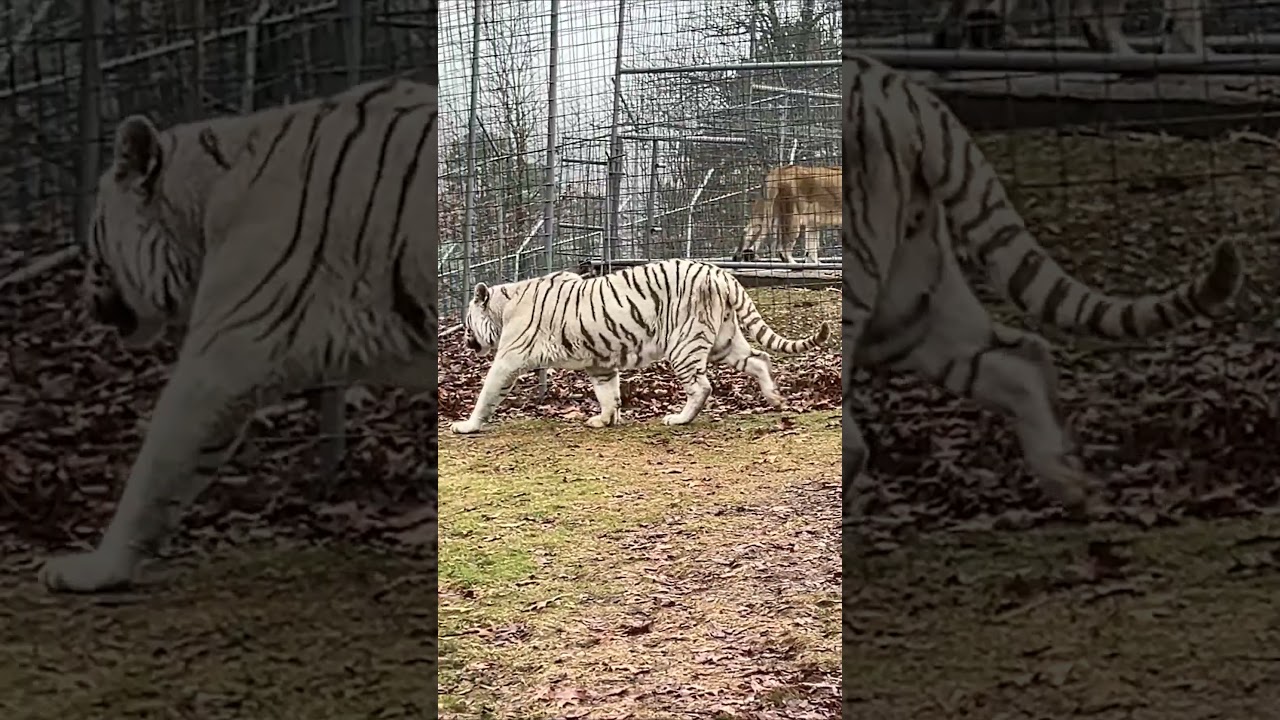 White Tiger, Glacier, is on the LOOKOUT!!
