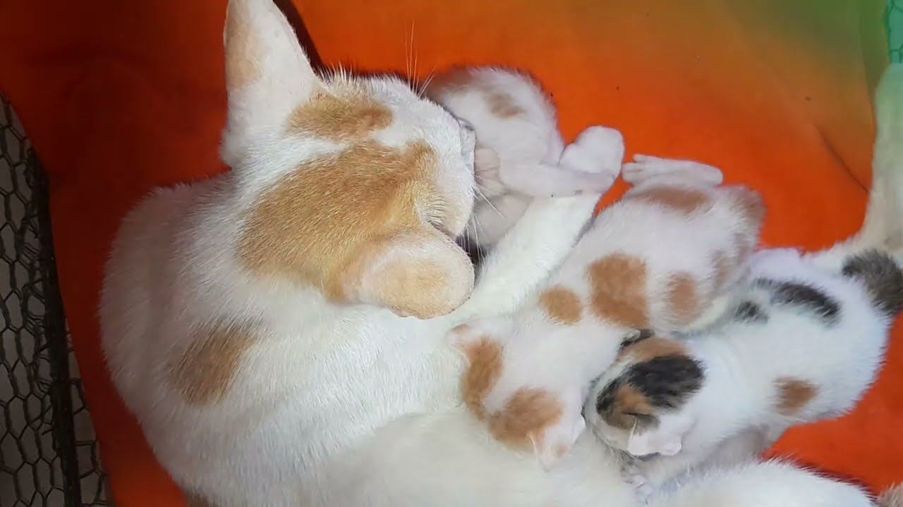 Mom cat is feeding milk and taking care for her beloved baby kittens 