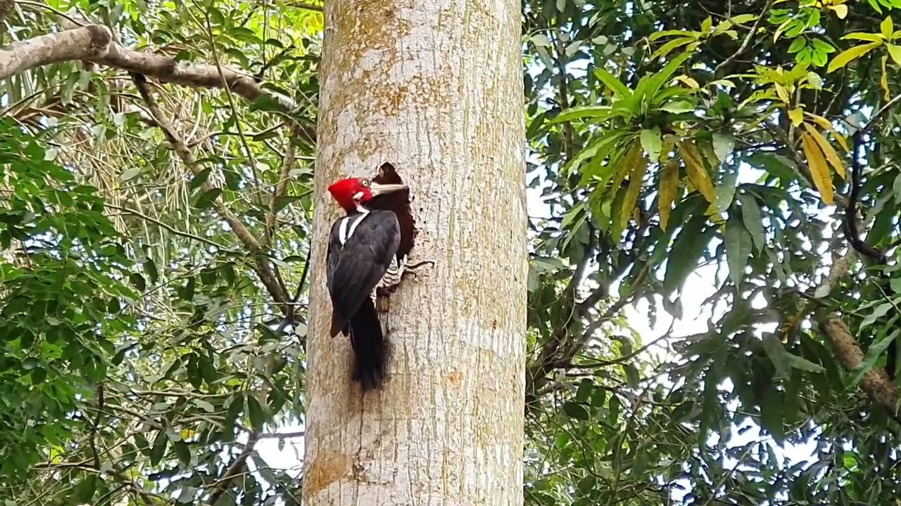 Casal de pica pau raro fazendo ninho em árvore verde