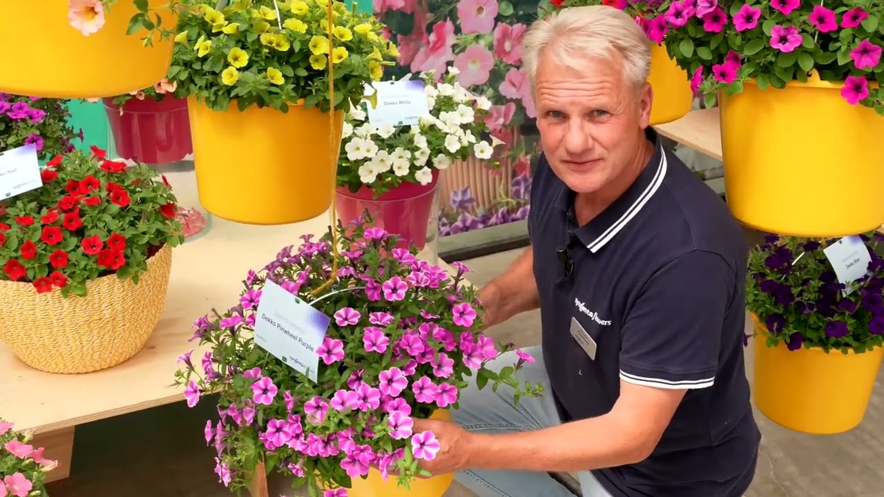 Een overzicht van onze Petunia series | Syngenta Flowers 2023