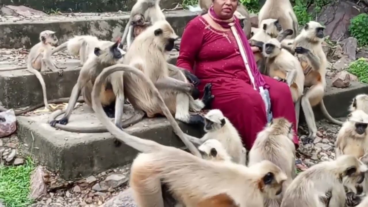 Monkey feeding in nature.