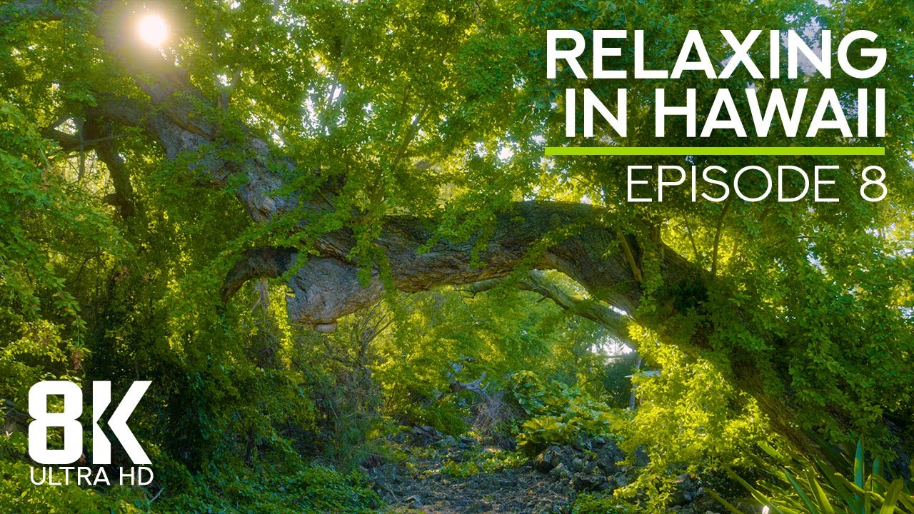 Calming Sounds of a Tropical Forest - Birds Chirping & Crickets Buzzing - 8K Relaxing in Hawaii - #8