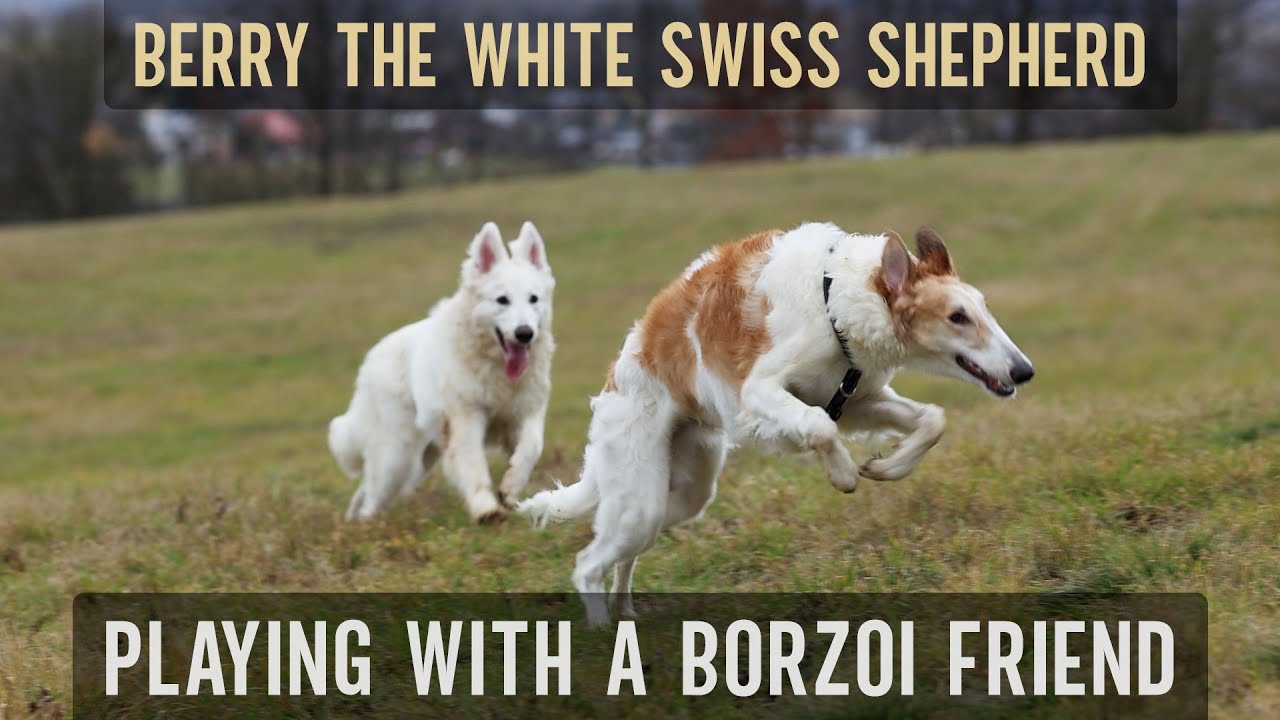 Berry the White Swiss Shepherd – Playing with a Borzoi (Cinematic Slow-mo)