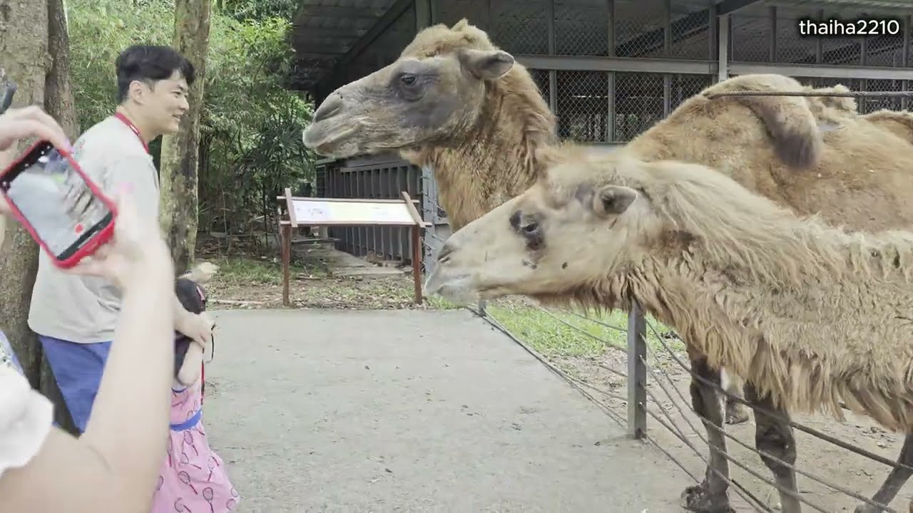 2026.01.18 PHÚ QUỐC - KHÁM PHÁ VƯỜN THÚ ĐA DẠNG (ZOO) TẠI VINPEARL SAFARI