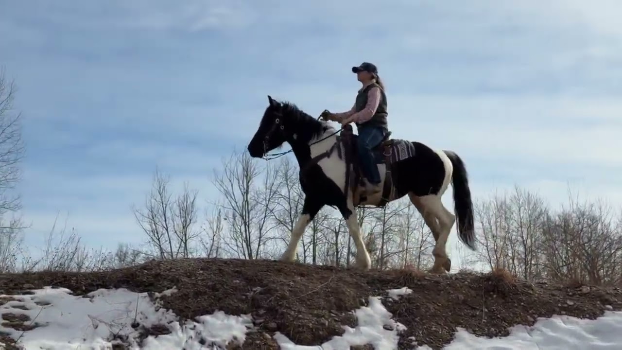 Verde Black And White Draft Cross Mare Rides And Drives