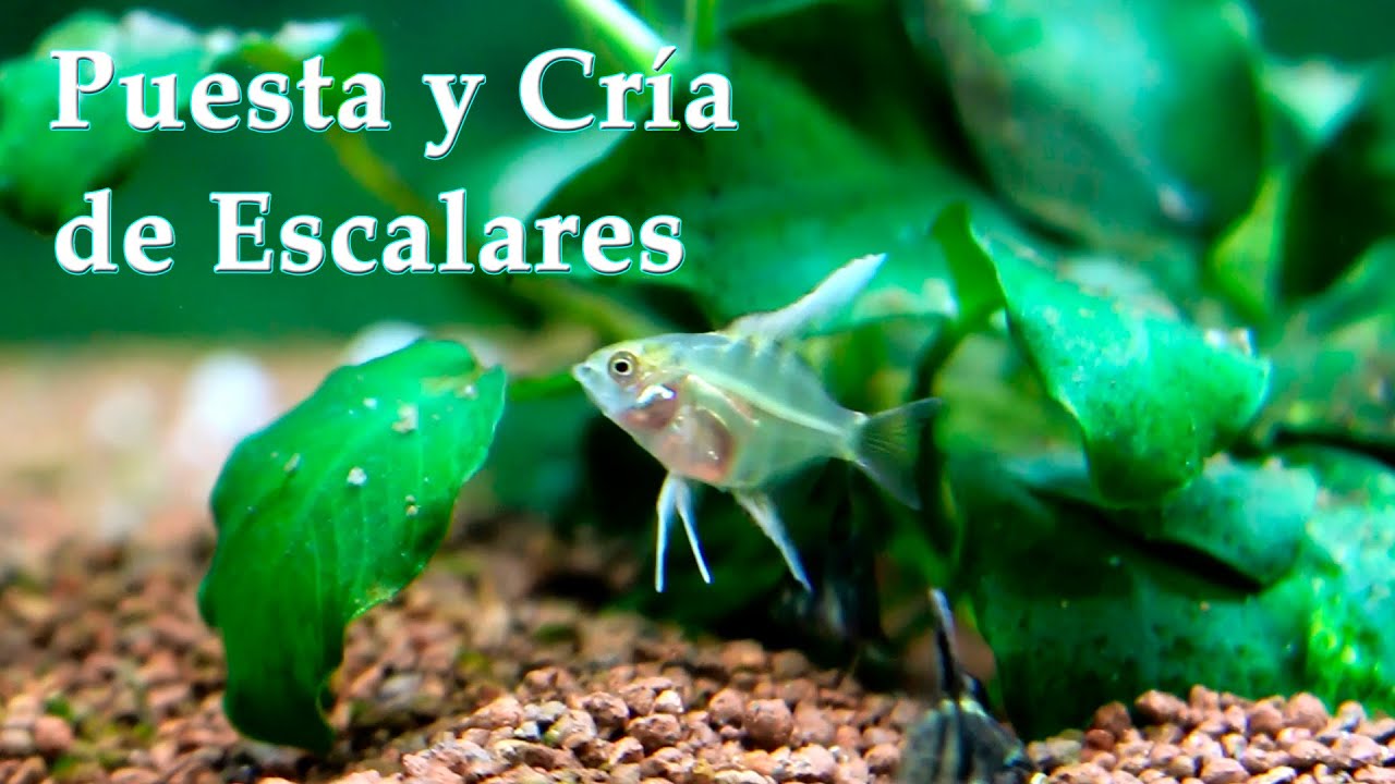 Puesta y Cría de Pez Escalar | Parte 1