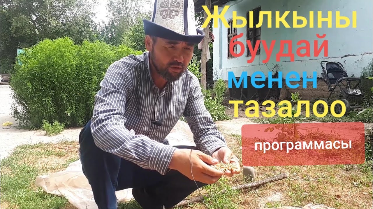 👉ЖЫЛКЫНЫ БУУДАЙ менен ТАЗАЛООНУН программасы🐎/БИР КҮНДҮК ☝️