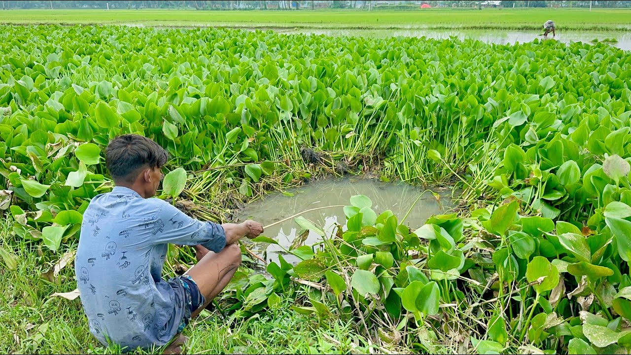 Amazing Fishing Video ✅|| I was amazed to see this boy cleaning the pond and catching fish (part-4)