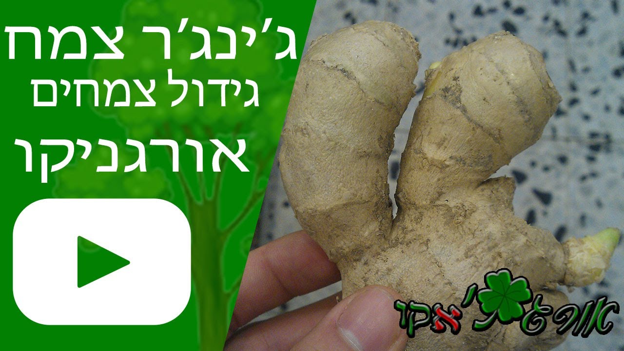 ג’ינג’ר צמח