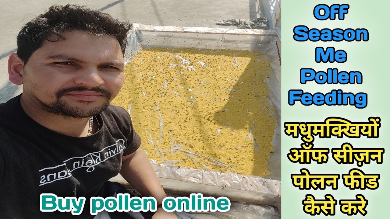 मधुमक्खी को पोलन की फ़ीड देना का सही तरीका !! where to buy pollen & feeding in off season #offseason