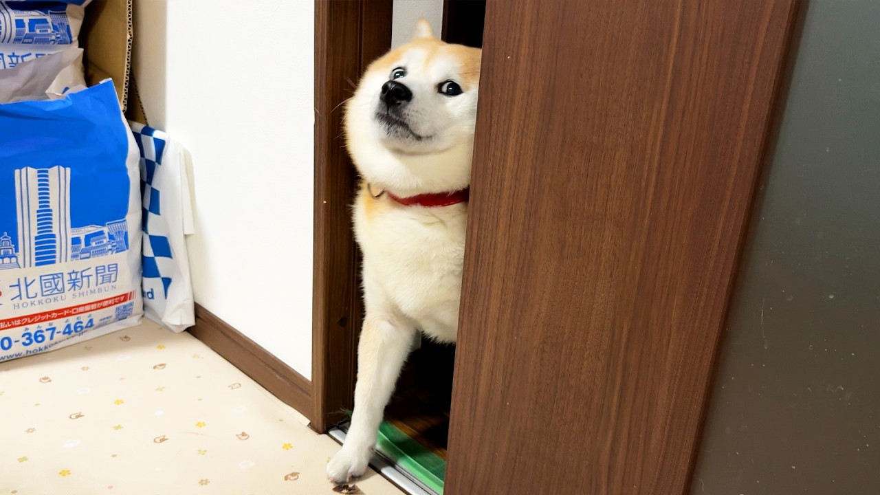 Shibe repeatedly pretends to enter the room, ruthlessly neutralizing the heating effect