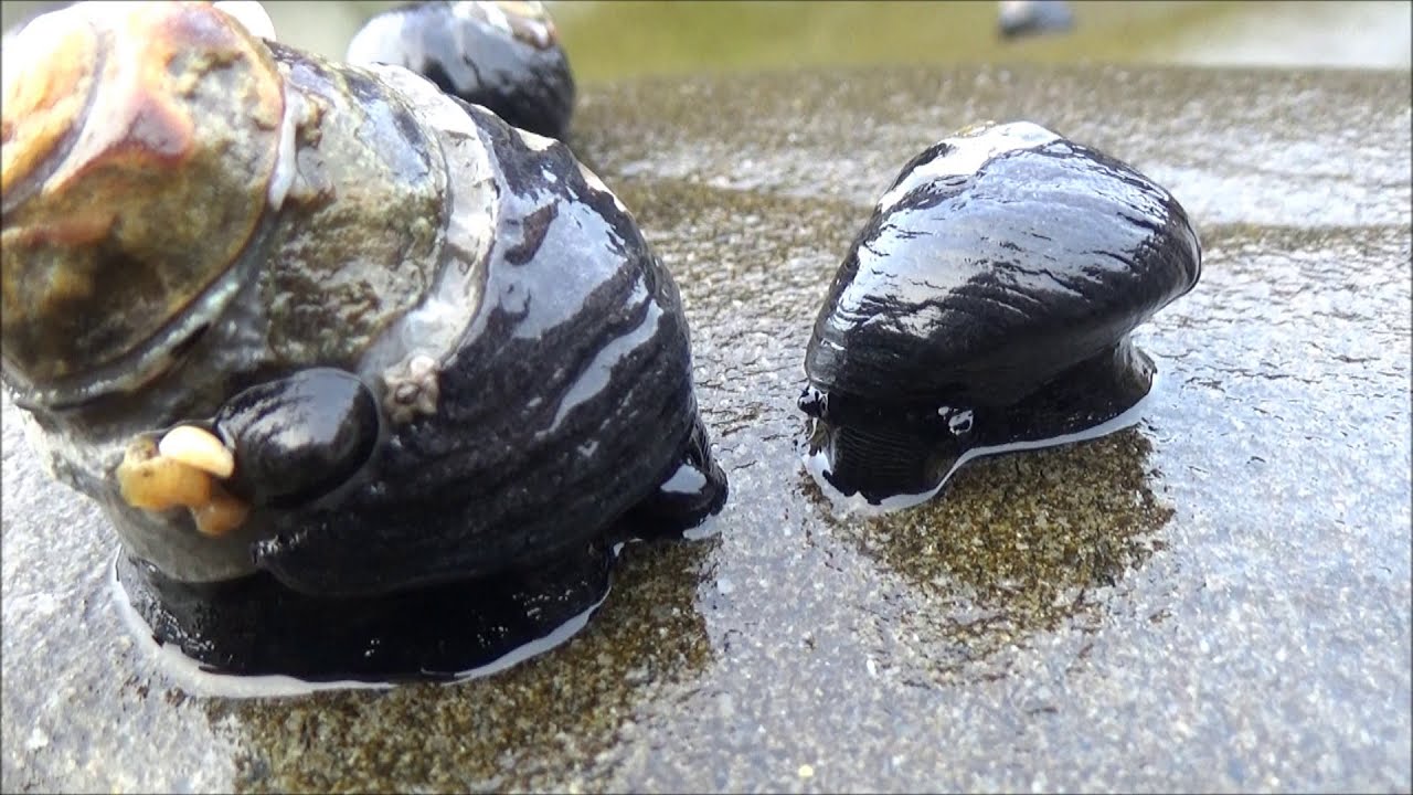 Strange creatures of California beaches. Tidepooling and beachcombing.