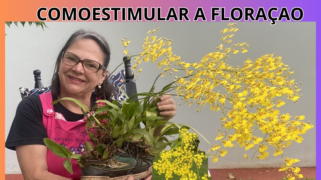 SEIS Dicas SECRETAS para Estimular a Floração da ORQUÍDEA CHUVA DE OURO    DICAS PARA INICIANTES