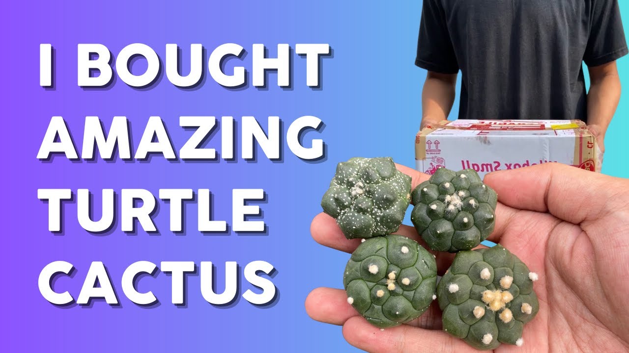 Rebuilding my Astrophytum Collection | My Best Cactus Haul Yet🌵