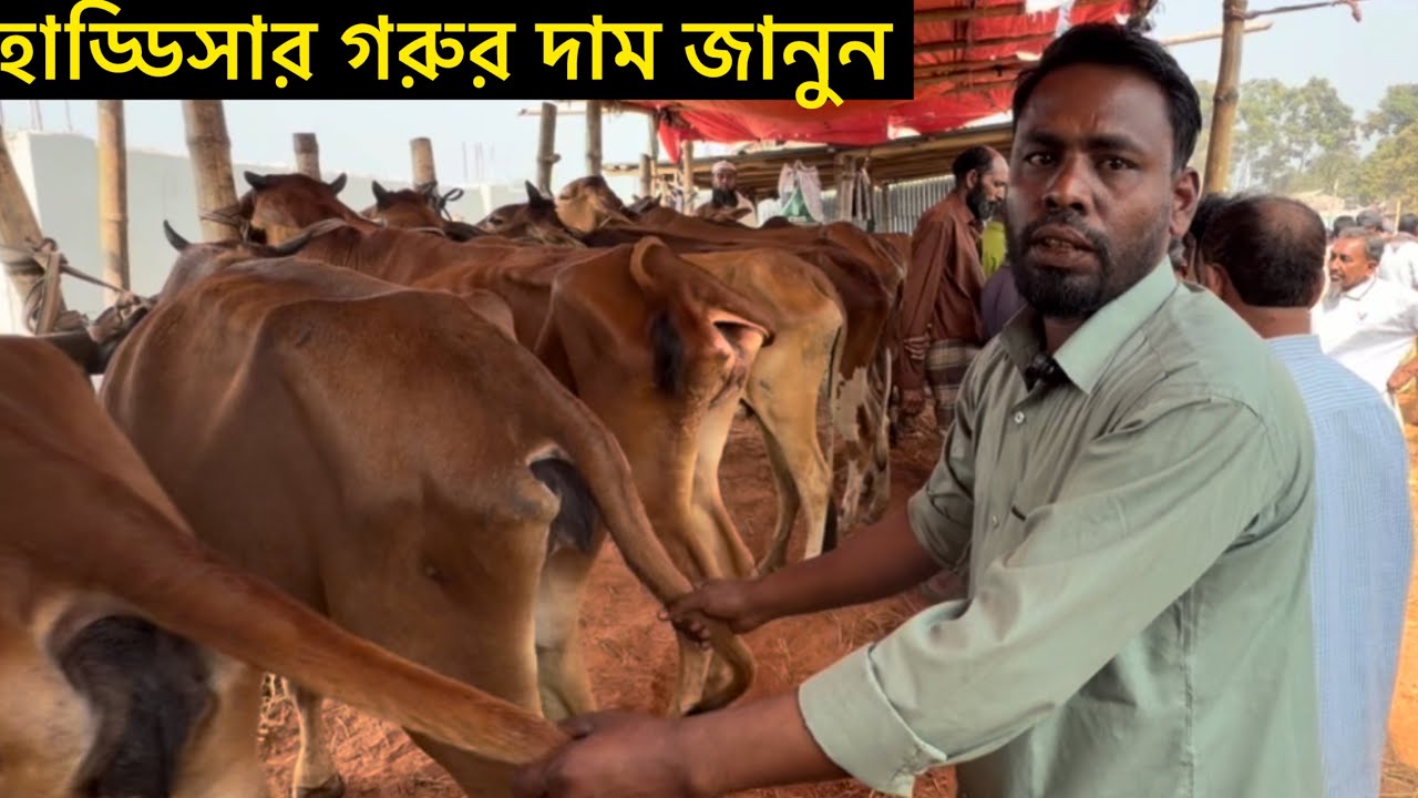 গরু প্রতি ১ হাজার লাভে গরু বিক্রি করেন ফারুক ব্যাপারি চান্দিনা বাজার থেকে শুকনো গরুর দাম জানুন। 