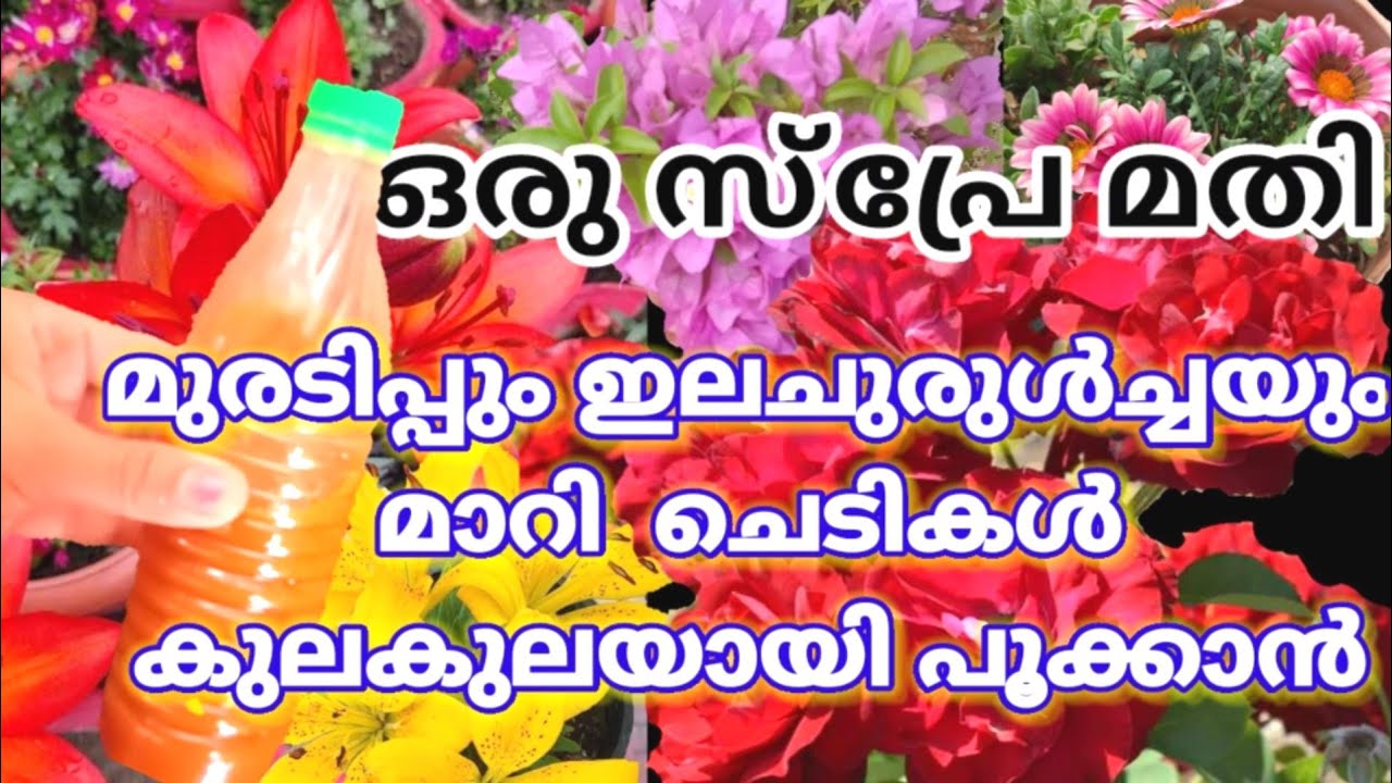 Onion Peel Fertilizer/Homemade Organic NPK Fertilizer/How to make Fertilizer n all plants gardening