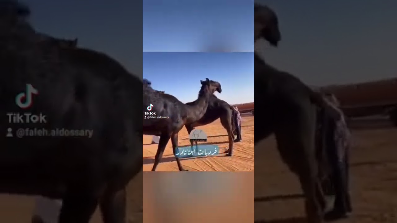 #الابل أبدع في وصفها الشاعر شلعان بن ظافر الودعاني الدوسري