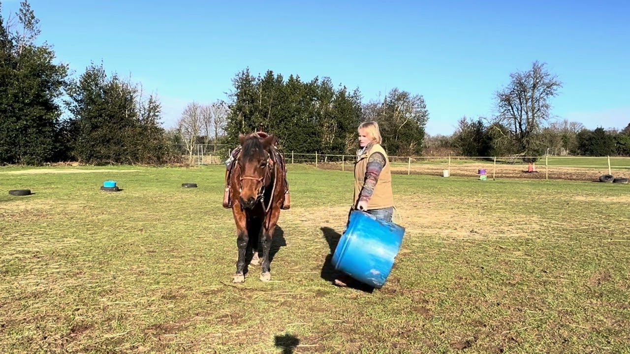 Teaching a young horse to rope. Swinging and throwing the lasso - lariat rope