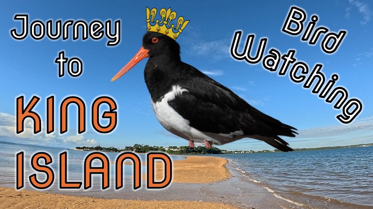 Bird Watching at King Island, Wellington Point, QLD, Australia