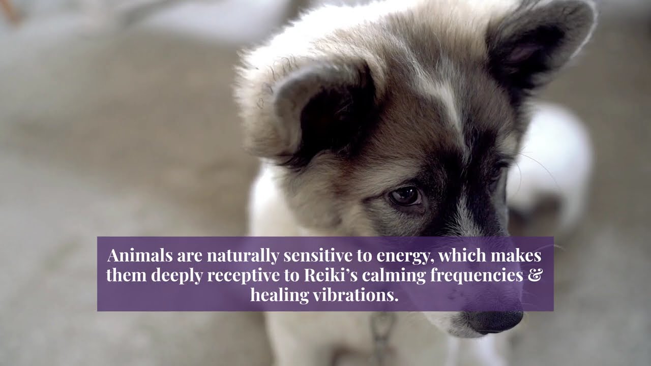 The History Of Reiki And Its Applications To Pets