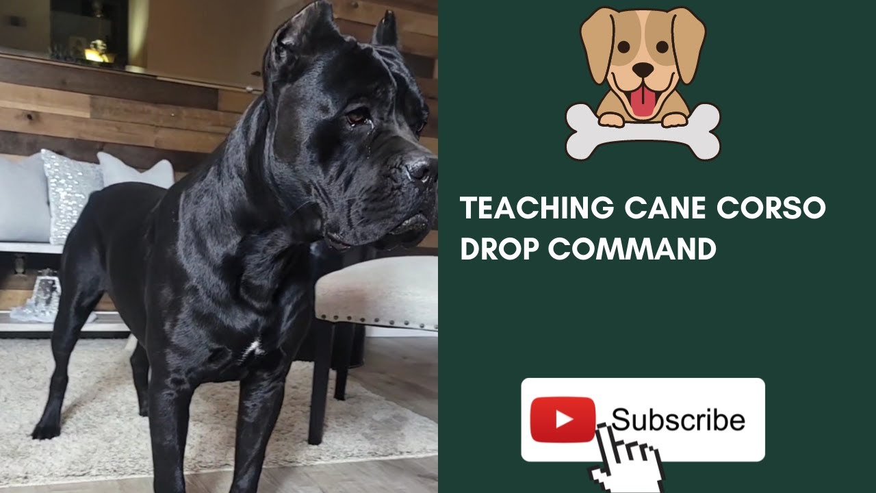 **Teaching Cane Corso to drop on comand**