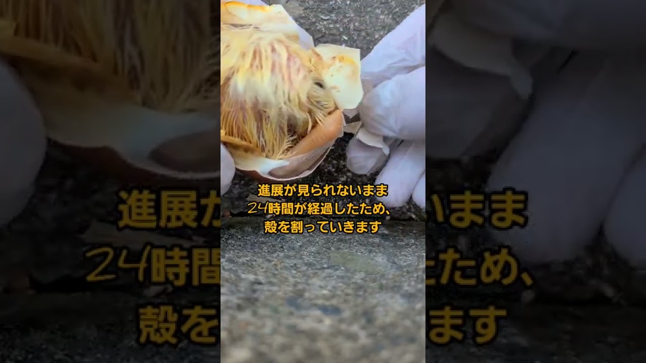 孵化直前の卵の殻を割ってみた #バロット
