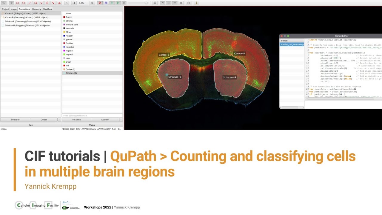 CIF Tutorials | QuPath : Counting and classifying cells in multiple brain regions