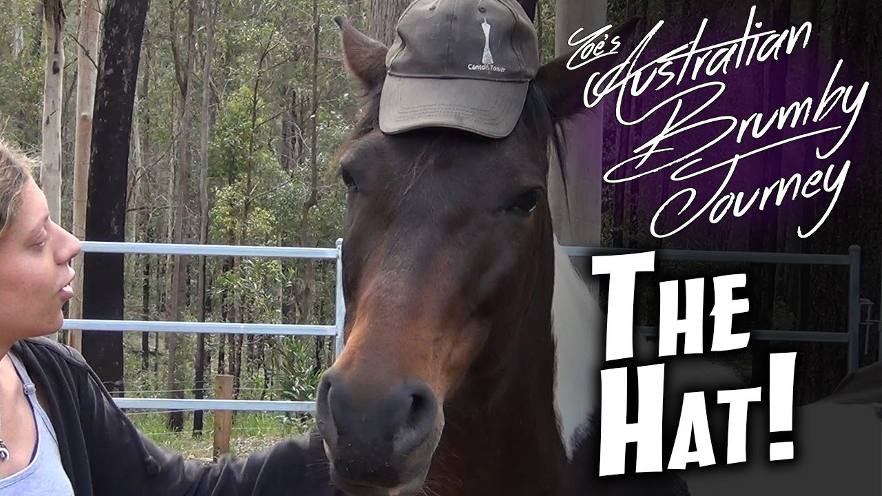 The Hat, outtakes, bloopers, intro, funny horse, cute animals 🐴Australian Horse Training