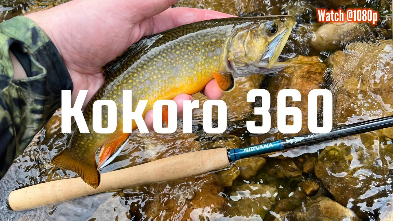 Полевые испытания DRAGONtail Kokoro #tenkara