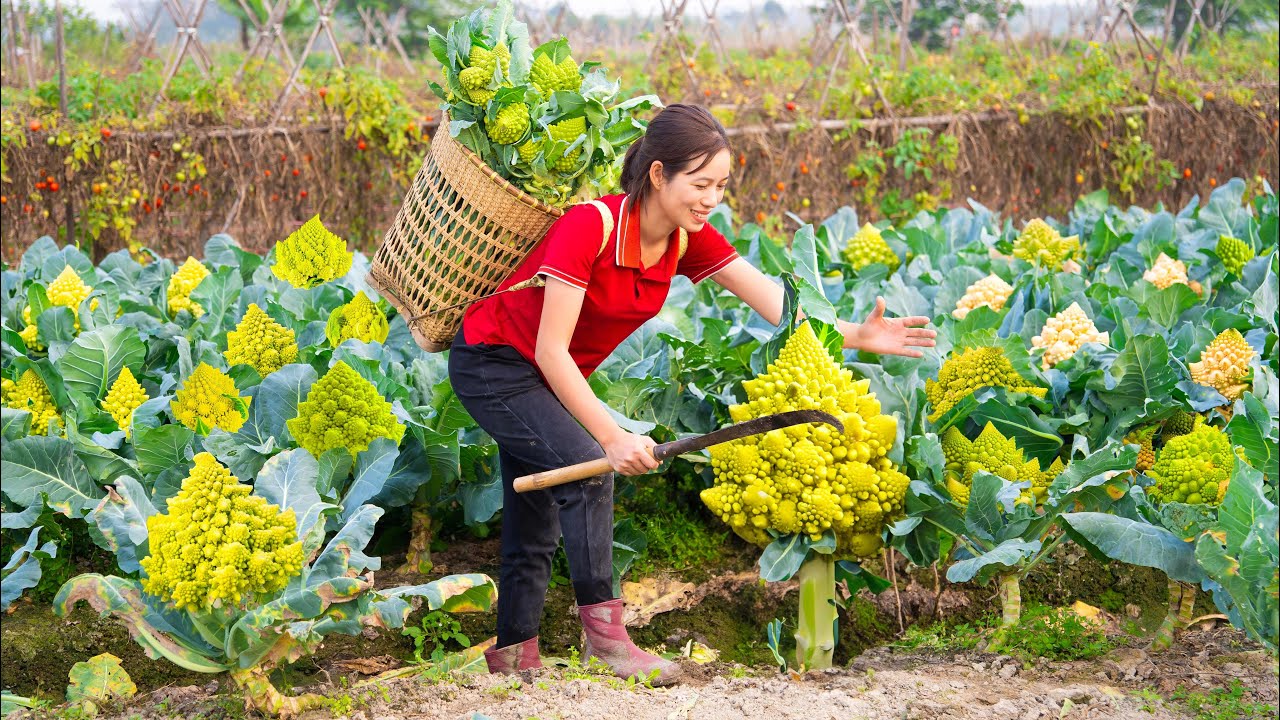 Harvest Romanesco Broccoli Go to the market Sell - Gardening & Cooking food from Romanesco Broccoli