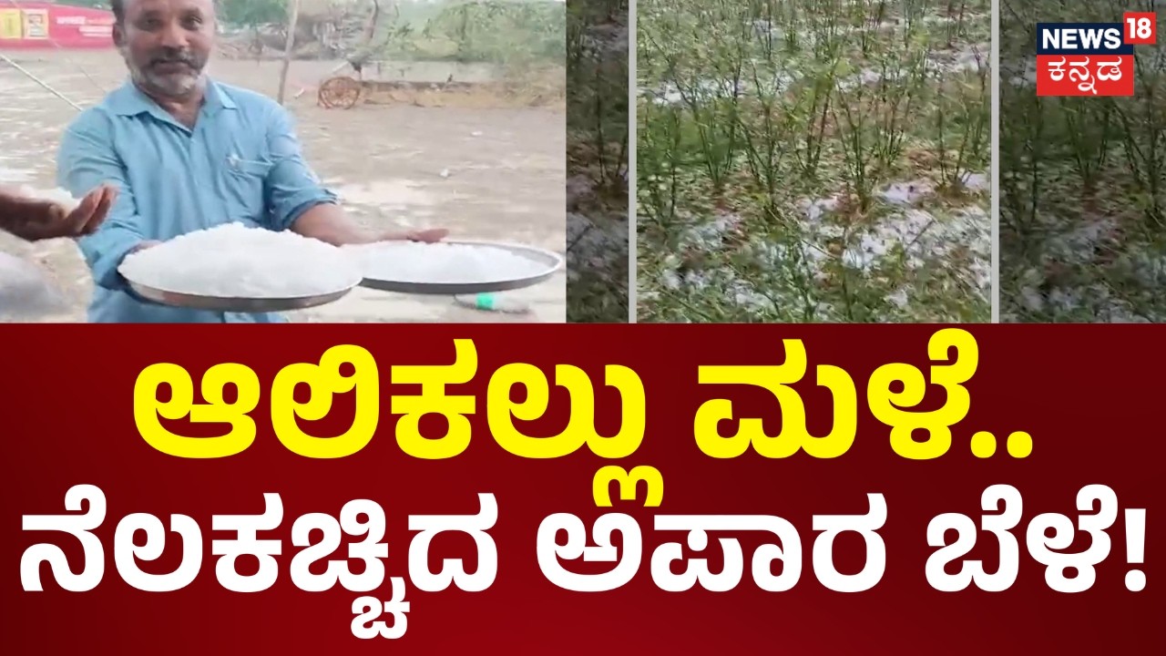 Heavy Rain Effect In Karnataka | ನೆಲಕಚ್ಚಿದ ದ್ರಾಕ್ಷಿ, ಟೊಮ್ಯಾಟೋ, ಭತ್ತ | News18 Kannada