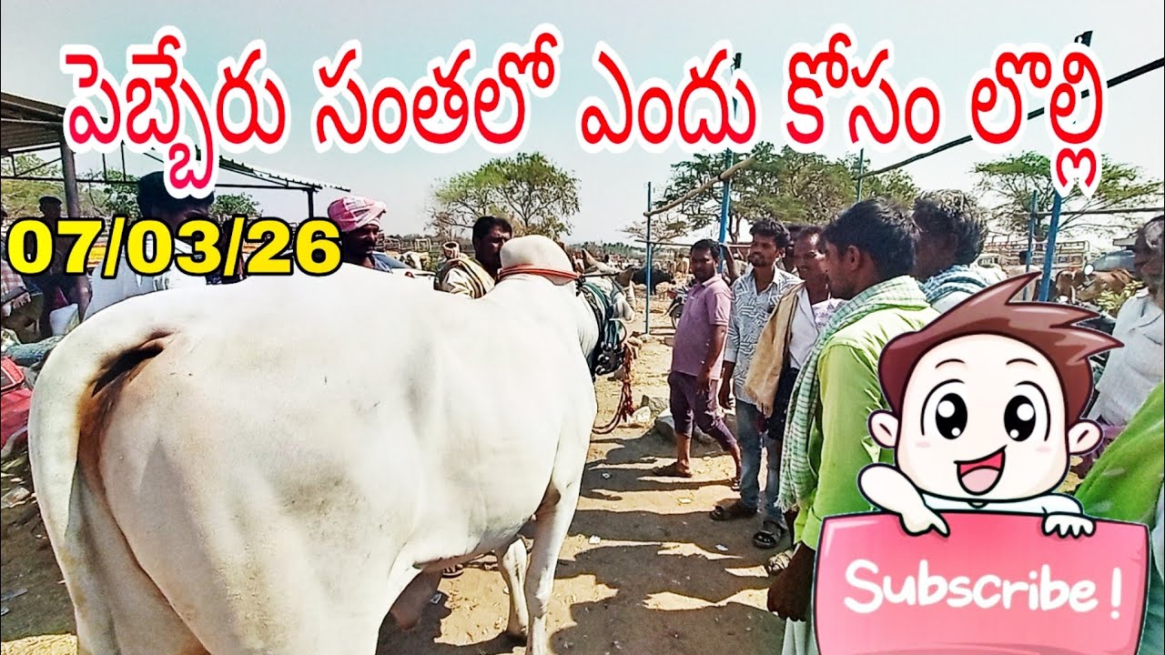 పెబ్బేరు సంతలో ₹1000 కోసం లొల్లి లొల్లి  కుదరని ఎద్దుల బేరం 😲 | పెబ్బేరు సంతలో రైతుల మధ్య గట్టి బేరం