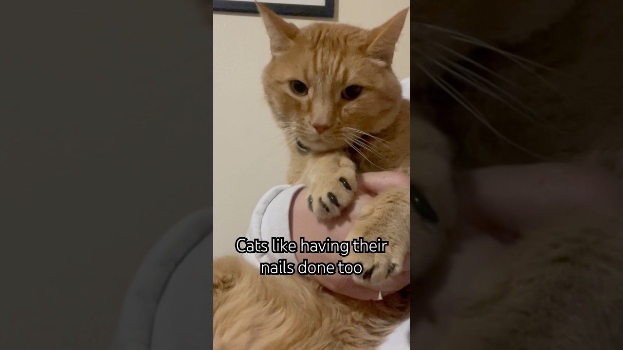 Kitty Nails 🐱💅🏻 #amazon #cat #commissionsearned #catproducts #petproduct