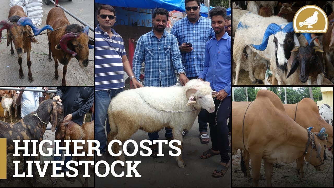 Markets in Hyderabad flooded with sheep, Goats for Bakrid