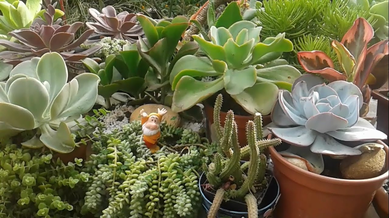 Como ficaram minhas suculentas , após uma semana de chuva!!