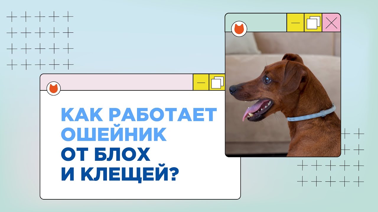 Чем обрабатывать питомца от блох и клещей? Рассказываем про ошейник от блох и клещей Форесто®
