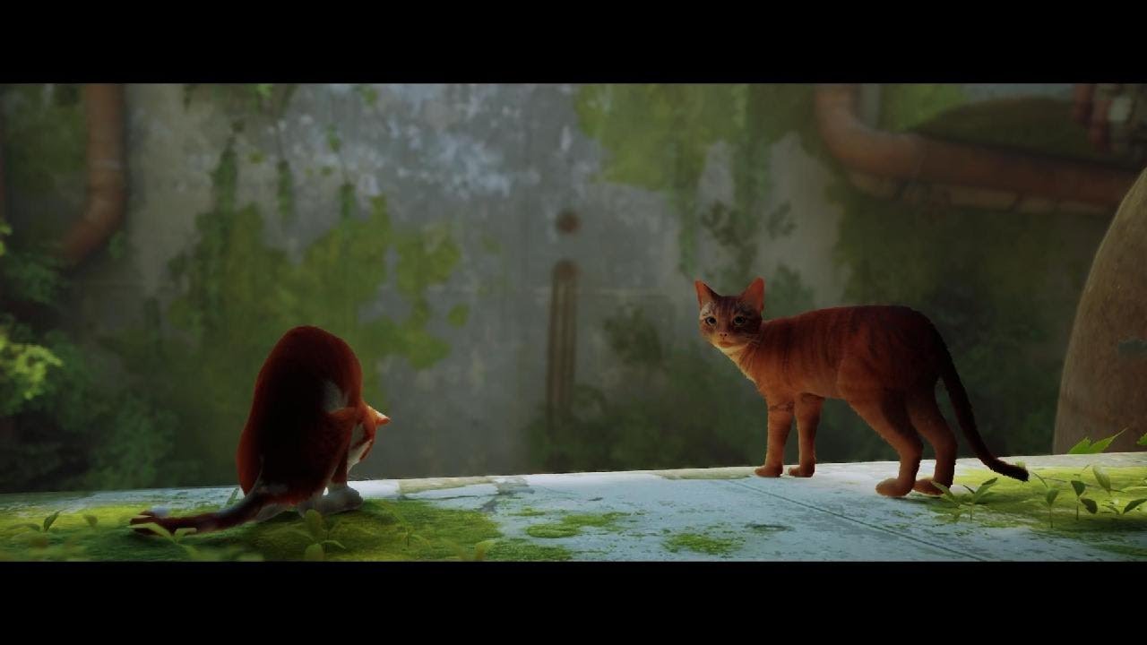 Stray_cat Game