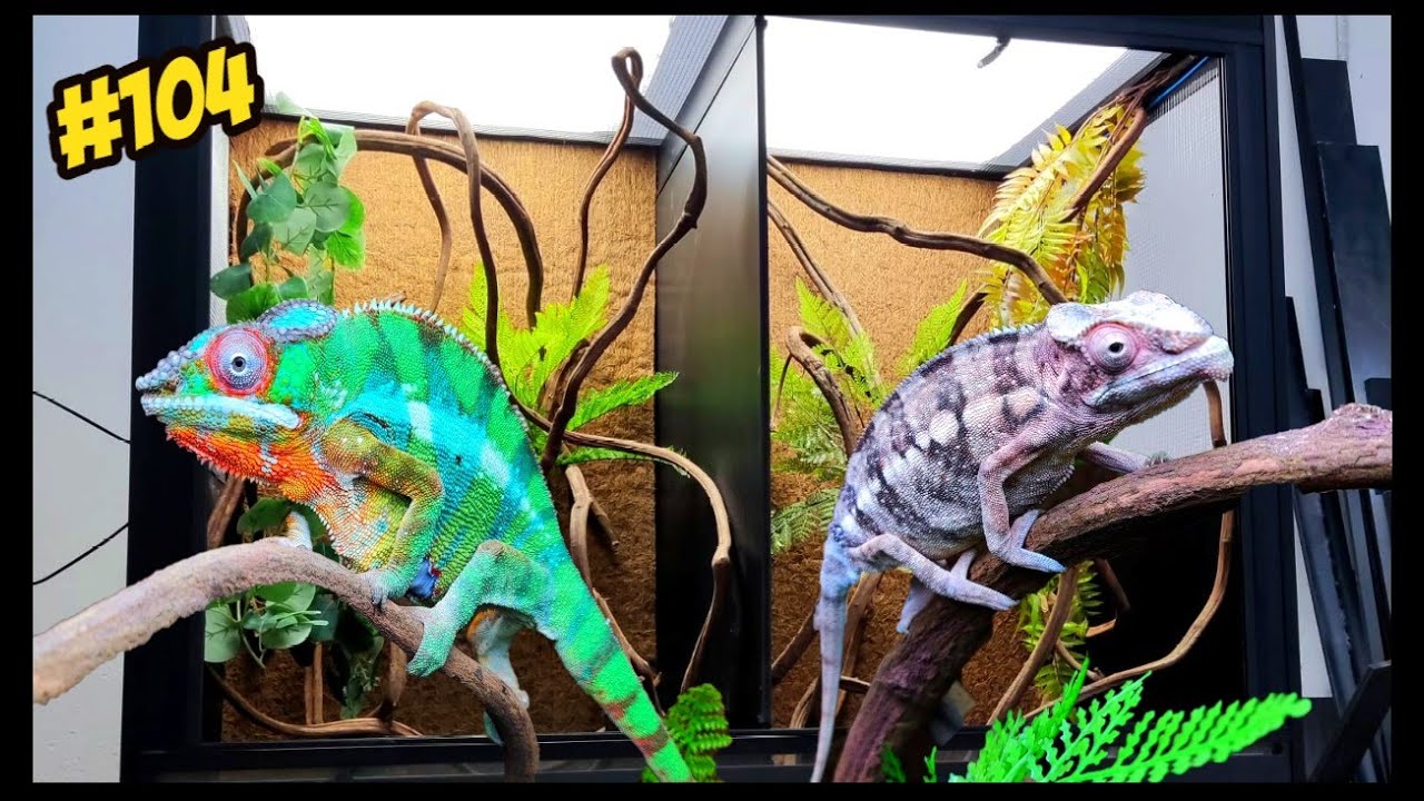 El terrario más COMPLETO para CAMALEONES! decorado con LIANAS! | KANAKY VLOG #104