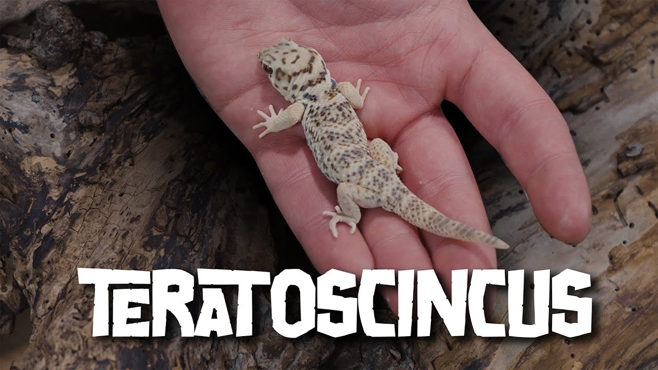 Fascynujące Gekony Żabiookie Scynkowe - Teratoscincus roborowskii, przewalskii i scincus