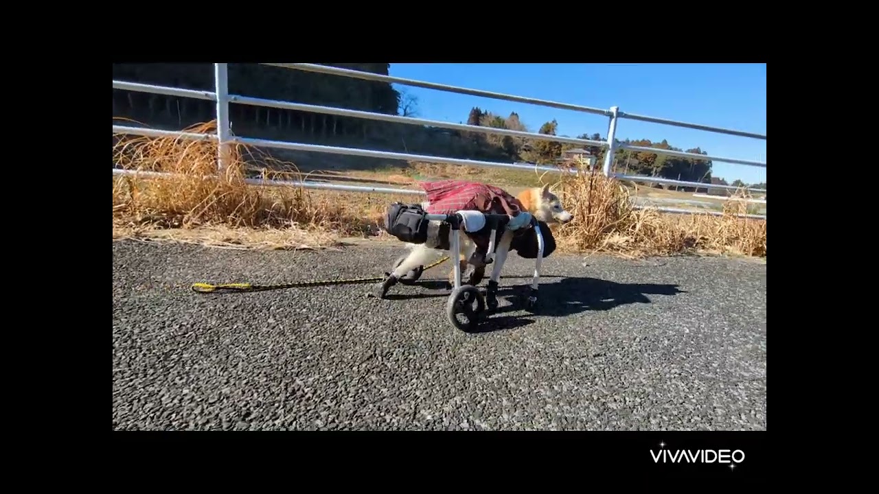 【柴犬老犬介護】イチちゃん17歳　車椅子で走る